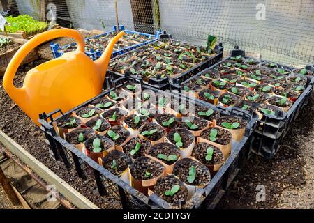 Germogli di cetrioli. Foglie di dicotiledoni. Piantine cetrioli. Foto Stock