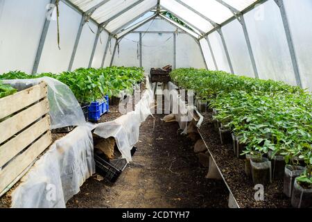 Piantine di ortaggi in serra. Pomodori, cetrioli e peperoni Foto Stock