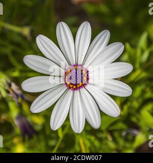 Fiori camomilla primo piano. Foto Stock