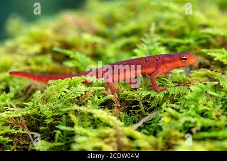 EFT rosso di Newt orientale (Notophthalmus viridesens) - Foresta ricreativa di Stato di DuPont vicino Hendersonville, Carolina del Nord, Stati Uniti Foto Stock