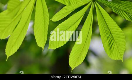 Foglie di castagno shot grandi in controluce Foto Stock