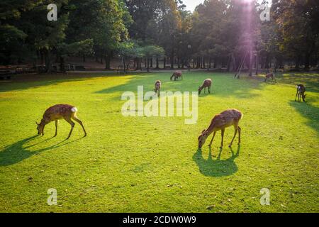 Cervi Sika in Parco di Nara, Giappone Foto Stock