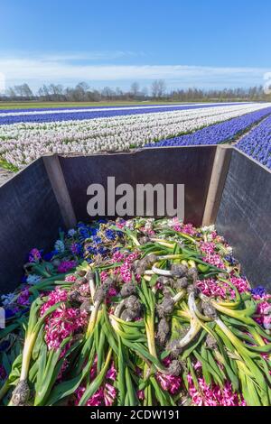 Giacinti fiori campo con contenitore di rifiuti in legno Foto Stock