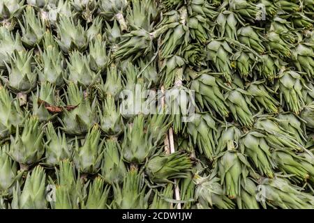 Giovani carciofi al mercato di Ballaro a Palermo in Sicilia Foto Stock