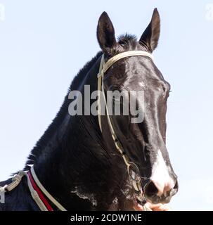 Ritratto di bella akhal-teke cavallo. Foto Stock