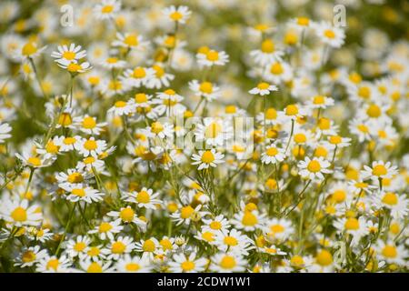 I fiori di camomilla. Camomilla farmaceutica. Piante medicinali camomilla, fioritura Foto Stock