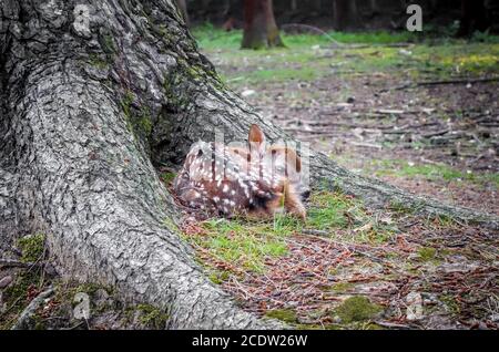 Sika fulvo cervo nel Parco di Nara foresta, Giappone Foto Stock