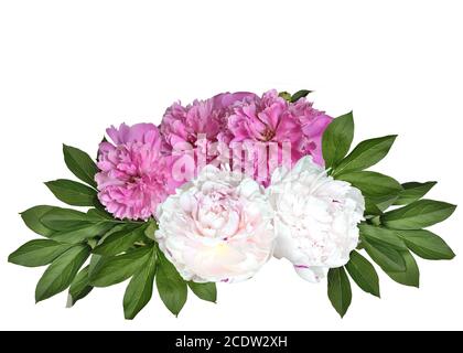 Bouquet di peonie bianche e rosa isolato su sfondo bianco Foto Stock