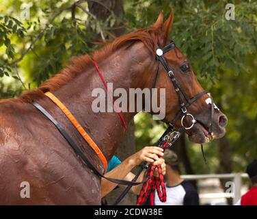 Ritratto di un cavallo purosangue. Foto Stock