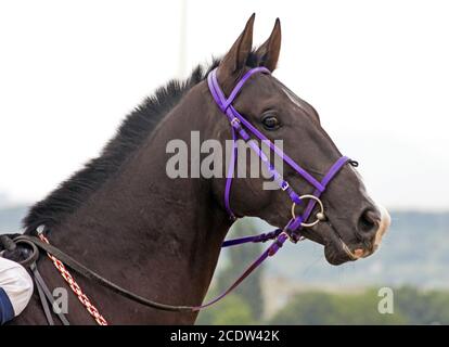 Ritratto di stallone bruno akhal-teke. Foto Stock