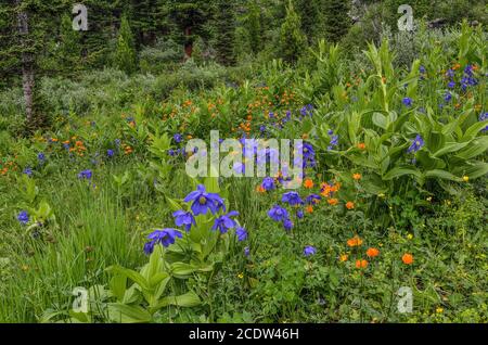 Splendido prato alpino fiorito con fiori selvatici colorati da vicino Foto Stock