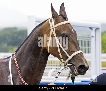 Ritratto di stallone bruno akhal-teke. Foto Stock