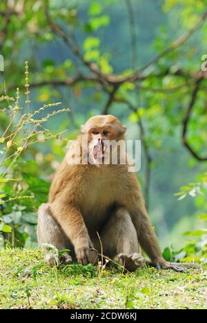 Assamese Macaque o Assam Macaque (Macaca assamensis) male ferito durante la lotta Foto Stock