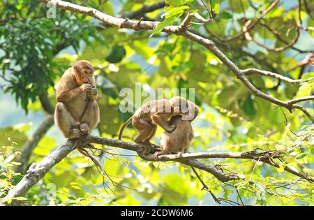 Assamese Macaque (Macaca assamensis) madre e cucciolo seduti su un ramo Foto Stock