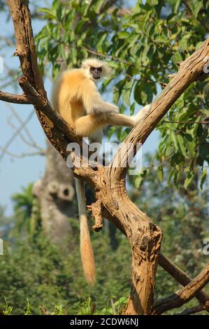 Golden Langur o Monkey (Trachypithecus geei) seduto in un ramo Foto Stock