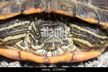 Sospetto primo piano della tartaruga a cursore dall'orecchie rosse Foto Stock