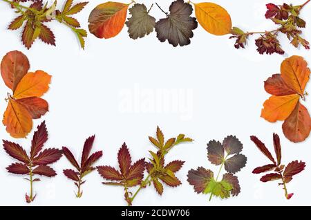 Colori d'autunno lascia il telaio isolato su sfondo bianco Foto Stock