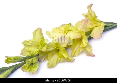 Singolo bel fiore giallo gladiolo isolato su sfondo bianco Foto Stock