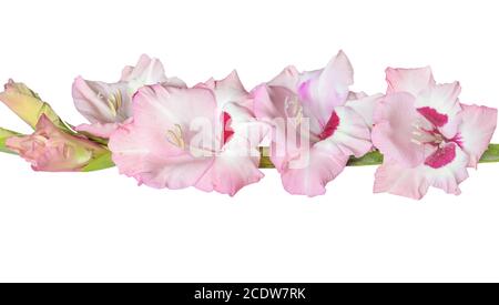 Delicato fiore gladiolo rosa da vicino, isolato su uno sfondo bianco Foto Stock