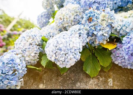 Blue Hydrangea Fiore in un giardino. Foglie verdi. Chiudi vista. Foto Stock