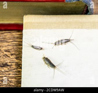 Thermobia, Pest libri e giornali. Alimentazione di insetti su carta - pesce argenteo, termobia Foto Stock