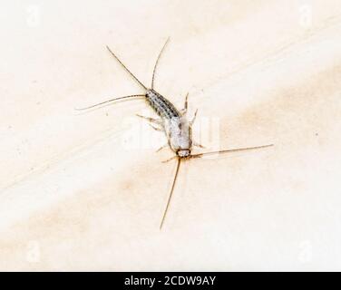 Thermobia domestica. Libri e giornali di peste. Lepistatidae Insect alimentazione su carta - pesce argenteo Foto Stock