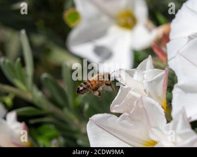 L'ape di miele che visita i fiori di convolvulus Foto Stock