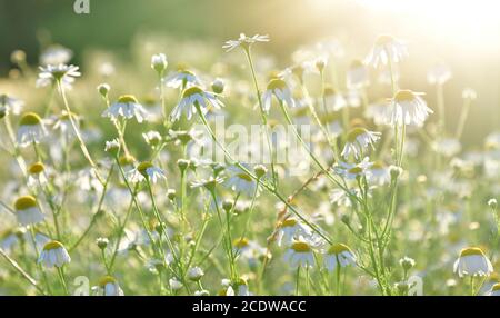 Molti camomili di campo in raggi di sole Foto Stock
