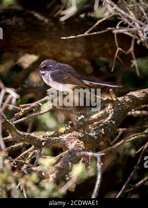 A fiocco grigio (Rhipidura albiscapa) Foto Stock