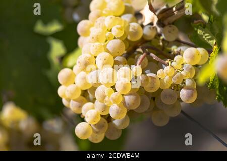 Primo piano di uve Riesling mature nei pressi di Ruedesheim nel Rheingau Foto Stock