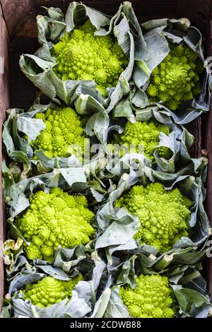 Edgewood primo piano di una bancarella di mercato con Romanescos Foto Stock