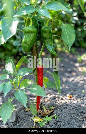 Peperone rosso e verde cresce su un Bush dentro il giardino Foto Stock