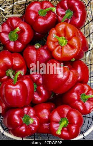 Edgewood primo piano di una bancarella di mercato con peperoni rossi Foto Stock