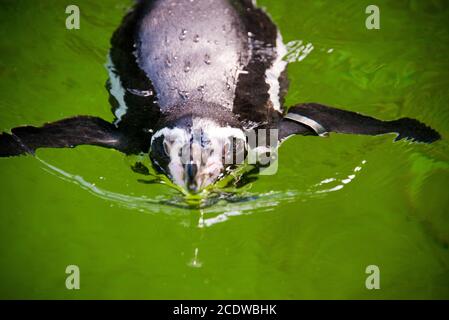 Jackass per nuoto pinguino (Sfeniscus demersus) Foto Stock