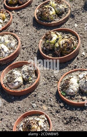 Squill bulbi in vaso Urginea maritima Foto Stock