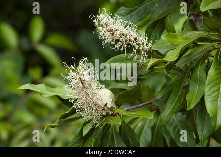 Sydney Australia, fiori di una Buckinghamia celsissima o Ivory Curl originaria del Queensland Foto Stock