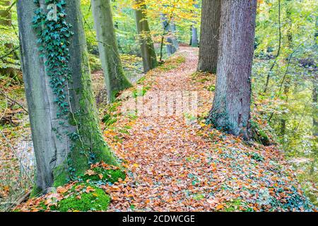 Autunno con tronchi di alberi e acqua nella foresta Foto Stock