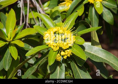 Sydney Australia, luminoso giallo dei fiori di un Xanthostemon Crisante o Golden Penda Foto Stock