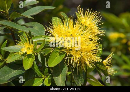 Sydney Australia, luminoso giallo dei fiori di un Xanthostemon Crisante o Golden Penda Foto Stock