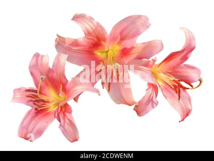 Delicati fiori di giglio rosa da vicino isolati su un bianco sfondo Foto Stock