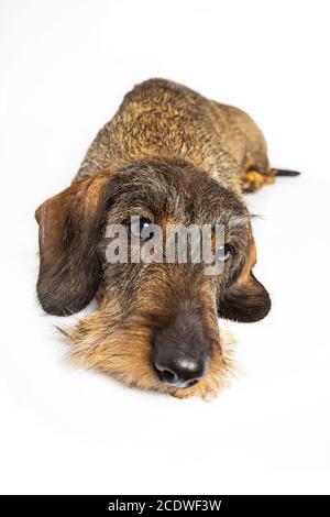 Cane wiener triste Foto Stock