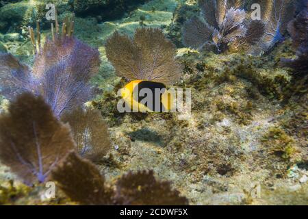 Holacnathus tricolore Foto Stock