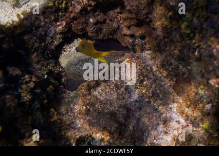 Hidding dietro una roccia Foto Stock