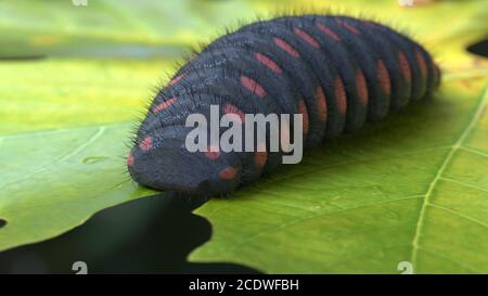 Big caterpillar nero con puntini rossi che mangiano foglia illustrazione 3d Foto Stock