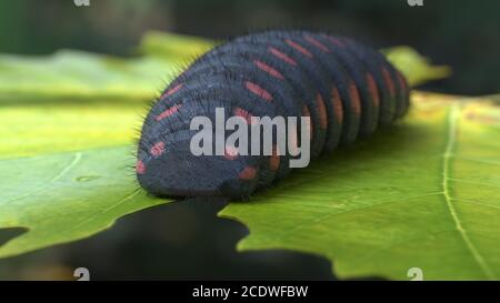 Big caterpillar nero con puntini rossi che mangiano foglia illustrazione 3d Foto Stock