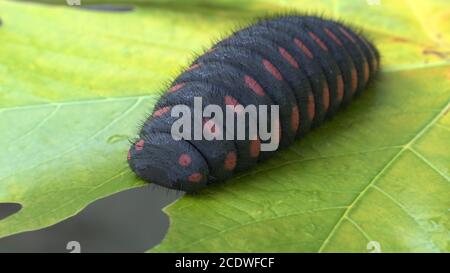Big caterpillar nero con puntini rossi che mangiano foglia illustrazione 3d Foto Stock