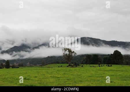 Marlborough scena di fattoria invernale con mucche, paddock e nuvola bassa Foto Stock