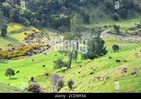 Terreno agricolo della Nuova Zelanda in inverno: Paddock, mucche, api, fiume, gola, alberi Foto Stock