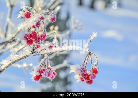 Ramo di viburnum con frutti di bosco rossi ricoperti da vicino Foto Stock