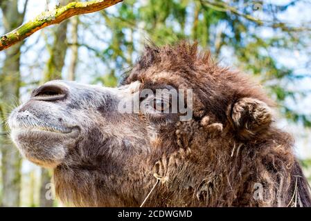 Cammello a profilo con bocca leggermente aperta Foto Stock